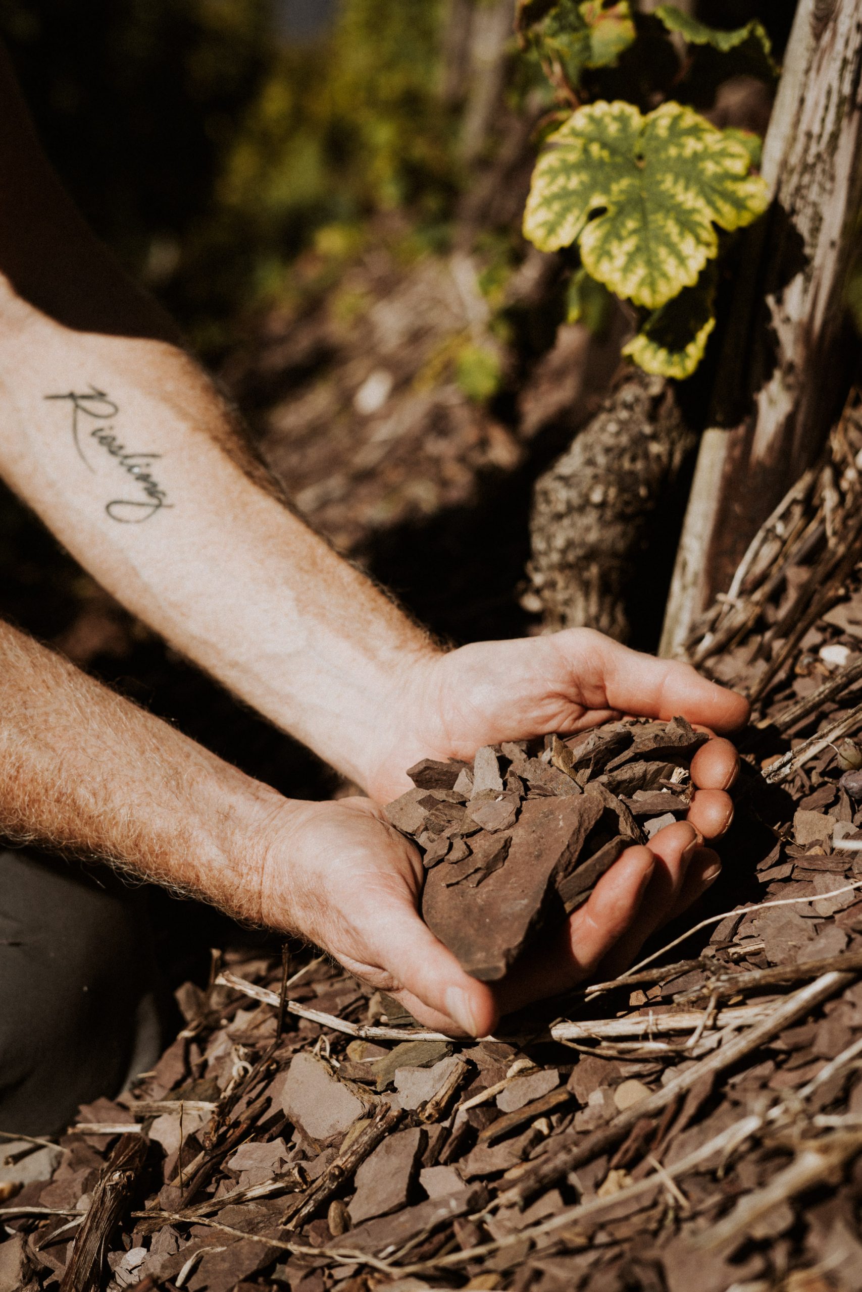 Steilhänge der Mosel mit eisenoxydhaltigen Böden für mineralische Rieslinge