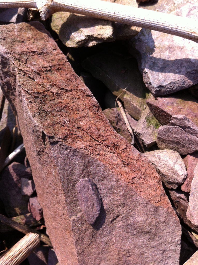 Roteisenhaltiger Schiefer und Glimmersandstein im Moselweinberg