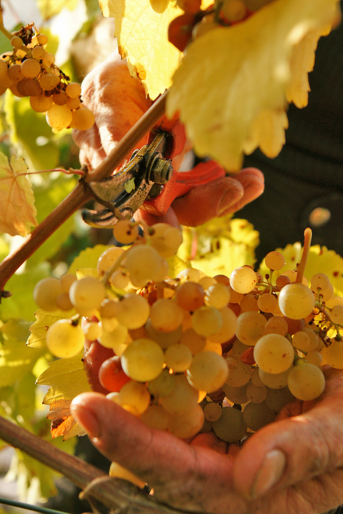 Reife Rieslingtrauben im Weinberg vor der Lese